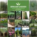 Spinassi Garden